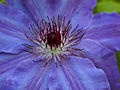 Clematis Damian IMG_3799 Powojnik